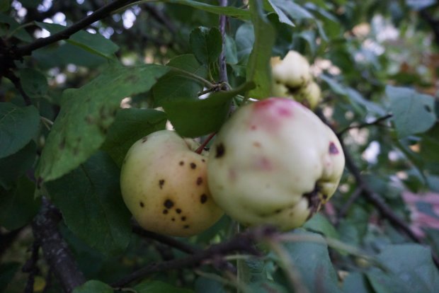 Omenat ovat tänä syksynä monin paikoin huonolaatuisia. 