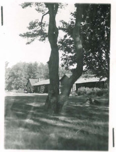 Aarni Erä-Eskon vuonna 1947 ottamassa kuvassa mänty on vielä kolmihaarainen. Kuva Erä-Eskon raportista Muinaistieteelliselle yhdistykselle.