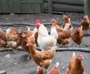 Sarkalan luomutilalla on noin 380 kanaa ja kymmenkunta kukkoa. Tila tuottaa kananmunia suoramyyntiin oman tilan myyntipisteeseen sekä tamperelaiselle ruokapiirille.