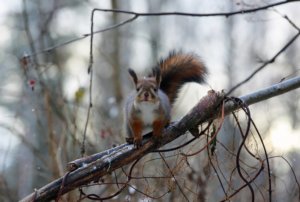 Orava tuli käymään lintujen ruokintapaikalla. Kuva: Ingrid Tiitre