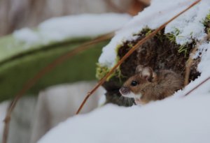 Metsähiiri kurkkii kiven kolosta. Kuva: Ingrid Tiitre