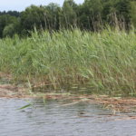 Metsästäjäliitto ja BirdLife Suomi haluavat malttia vesilintumetsästykseen