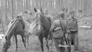 Hevoset tuovat muonaa rintamalle jatkosodassa