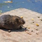 Haittaeläimiä ei tiedossa Pälkäneellä – rottaongelma säikäyttänyt paikoin Kangasalla, mutta Pälkäneellä ei vastaavaa havaittu