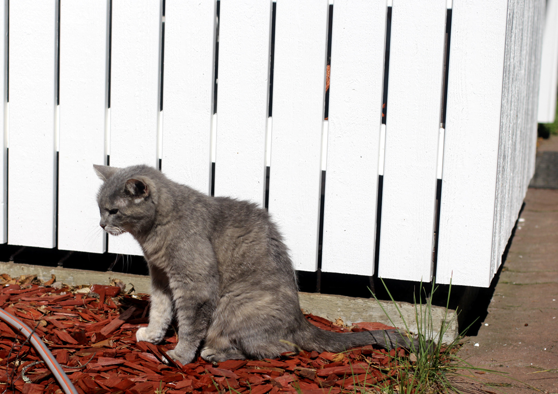 Onko tässä Pälkäneen vanhin kissa? – Missukalle, 21, kelpaa vain punainen  viltti - Sydän-Hämeen Lehti