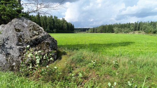 2021 Antin toinen juttu 2 Anu Tuomola ensimmäisen vuoden kuminapelto, kylvetty 2016