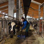 Anne Aholasta maatalouslomittajien ammattiyhdistyksen puheenjohtaja – alan konkari rakastaa lehmiä ja tekee arvokasta työtä suomalaisen ruoan puolesta