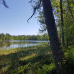 Pentti Linkolan löytämä metsä suojellaan Kuhmalahdella – suojelualue nimetään Laipansaloksi