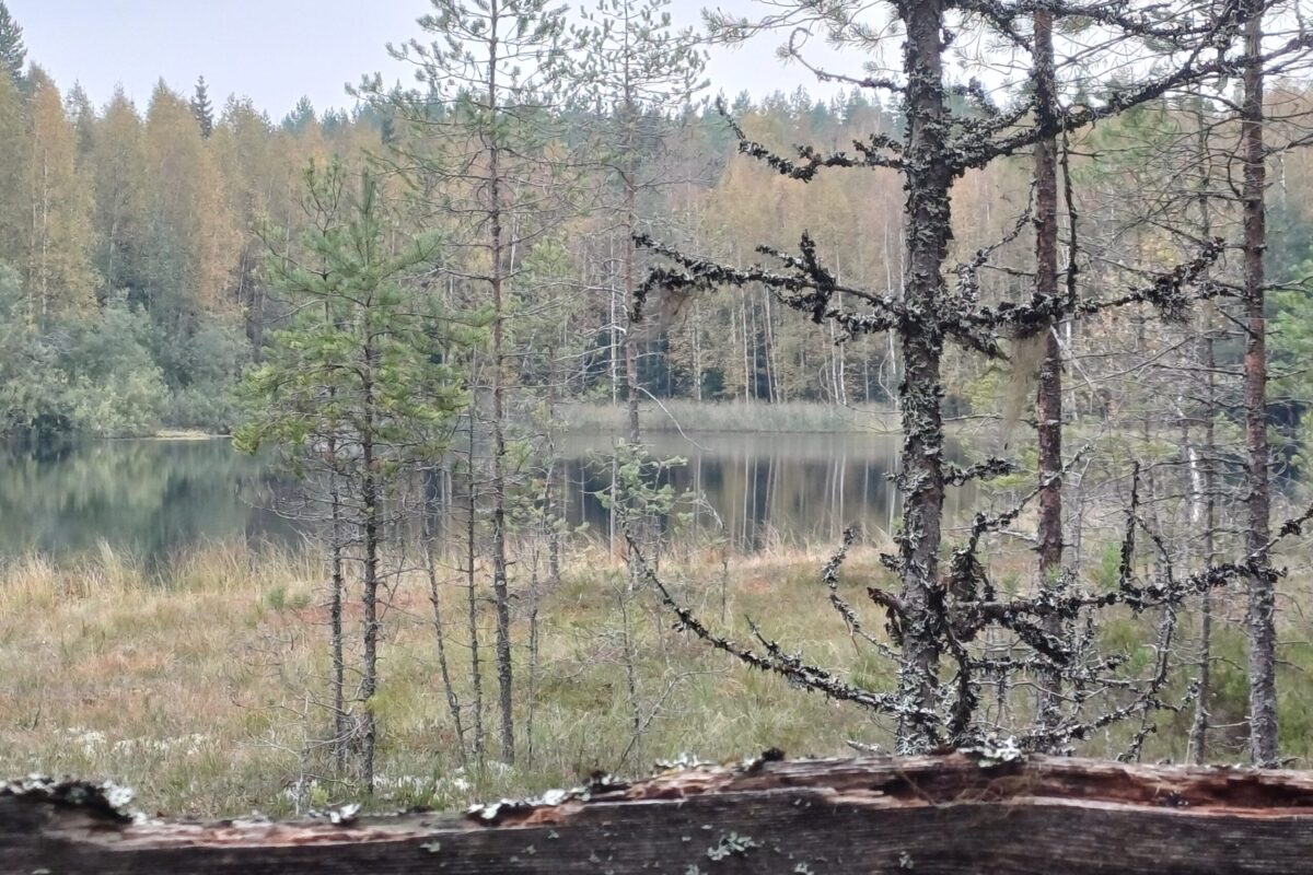 Suomen luonnon päivänä suunnataan retkelle Laipanmaahan