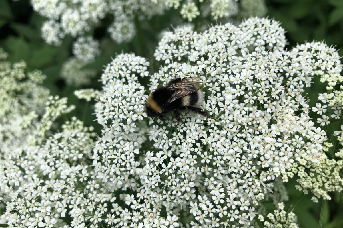 Miten erottaa ampiaisen, kimalaisen ja mehiläisen toisistaan?