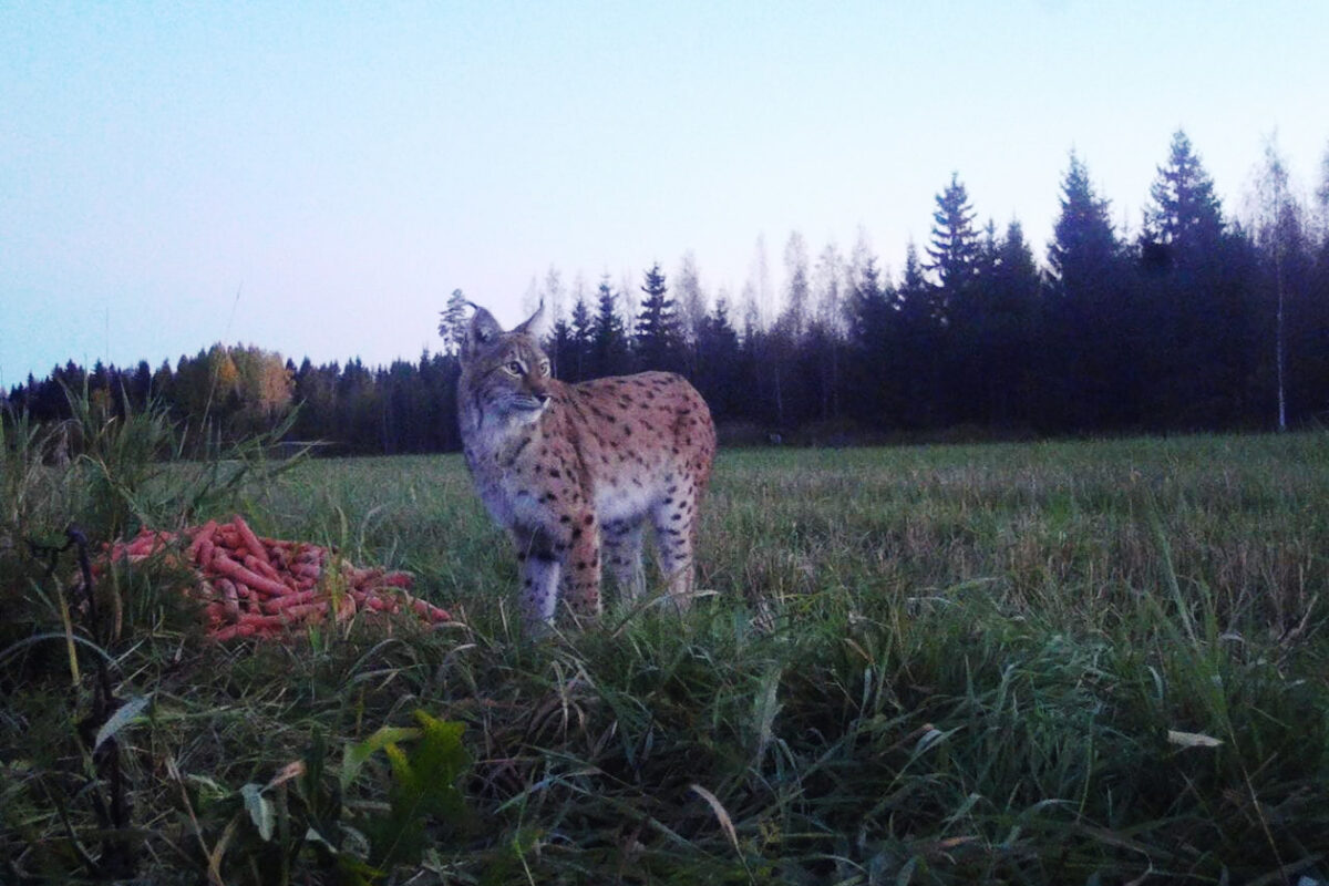 Ilves ja porkkanat – tallentuiko pälkäneläiseen riistakameraan tamperelaista jääkiekkoa symboloiva hetki?